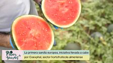P105 - La primera sandía europea