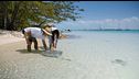 P97 - Bahamas