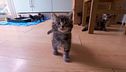 P15 - Gatitos recién nacidos
