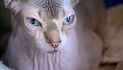 P17 - La gata esfinge