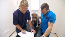 P23 - Cirugía estética para un shar pei