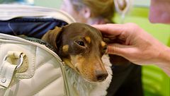 P31 - Una perrita salchicha en apuros