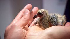 P32 - Un paquete para Scott