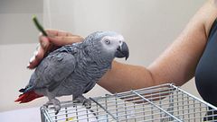 P33 - Un loro en el callista