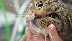 P34 - Lenny ya no cae de pie