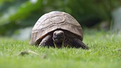 P36 - Pacientes centenarios