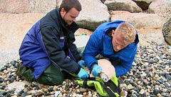 P50 - Rescate de focas varadas