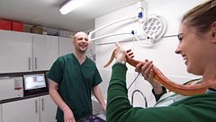 P54 - ¿Qué le pasa a la serpiente de Reagan?