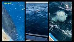 Los ataques que se han producido de orcas a embarcaciones