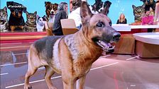 Lo que cambia con la ley de bienestar animal: multas de hasta 100.000 euros y obligatoriedad de seguro y curso de formación