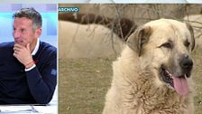 La confesión de Joaquín Prat cuando se vio rodeado por unos perros: "Hice lo que no se debe hacer..."