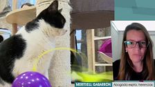 La venganza de una madre a sus hijos: deja los 2,6 millones de herencia a sus gatos