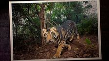 Captan imágenes de un tigre negro, una especie extraña de la India: ''Solo quedan siete ejemplares en el mundo''
