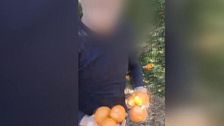 La tremenda pillada de un agricultor a un ladrón que llevaba robándole tres años: “¡Mira que tenía ganas de cogerte!”