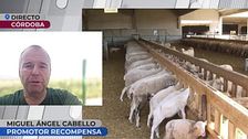 Recompensa de 1.000 euros por unos borregos robados: "Le doy ese dinero a quién me diga dónde están los animales de mi amigo"