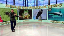 Los animales que predicen el tiempo: ranas, grillos o tiburones