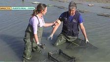 De ostiones a ostras: así se cultiva el manjar de la bahía de Cádiz
