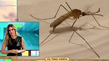 Alerta en España | Un niño afectado con el virus del Nilo: cómo se transmite y cuáles son los síntomas
