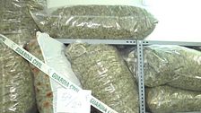 ‘Tiempo al tiempo’ accede al almacén de marihuana de la Guardia Civil en Granada: dos plantaciones desmanteladas al día