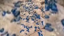 Alerta por la invasión de unas curiosas medusas ‘azules’ en el mediterráneo: ¿Son peligrosas?