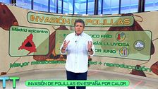 El por qué de la invasión de grandes polillas y cuándo terminará: "Son insectos inofensivos"
