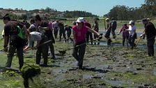 El marisco gallego, asfixiado por las plagas de algas: las mariscadoras denuncian la trágica situación que las está dejando sin trabajo