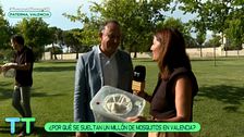 Sueltan más de un millón de mosquitos tigres en Valencia: esta es la razón por la que se hace