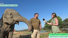 Un turista español muere pisoteado por un elefante: un experto explica cómo actuar ante el ataque de este animal