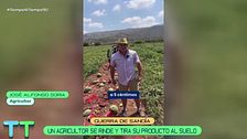 José Alfonso prefiere tirar 30.000 kilos de sandías antes que regalarlas: "No cubro ni los gastos"