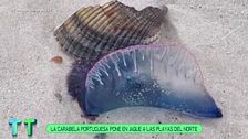 Aumenta la alerta por la carabela portuguesa en las playas de España: qué hacer si te pican