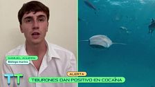 El inquietante motivo por el que algunos tiburones han dado positivo en cocaína