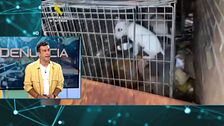 Perros rodeados de heces, con parásitos y desnutridos: la dueña ha sido detenida por estafa y maltrato animal