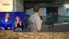 Un reportero de ‘TAT’ sufre una encerrona en directo y se niega a nadar entre tiburones, pero acaba alucinando: “Es lo más heavy que he hecho”
