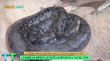¿Cómo reaccionar ante reptiles?: la respuesta, en 'TAT'