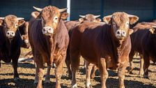 Crean un impuesto para los ganadores por los pedos y eructos contaminantes de sus vacas