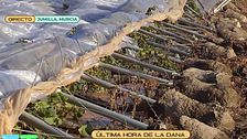 La Dana deja graves destrozos en los viñedos de Jumilla, Murcia: más de 70 litros de agua en unos minutos