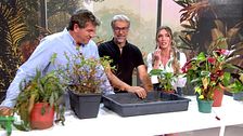Un experto explica cómo recuperar las plantas secas o podridas tras las vacaciones