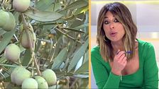 Aceite de oliva: cuándo y cuánto dinero va a bajar