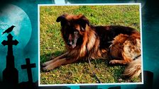 Perros que resucitan tras ser enterrados: las increíbles historias de animales que vuelven a la vida