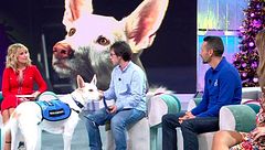 La gran ayuda que suponen los perros de asistencia médica: ''Tienen la capacidad de detectar distintas enfermedades''