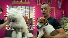 Peluquería y jacuzzi: así es el tratamiento de belleza del famoso perro de 'La que se avecina'