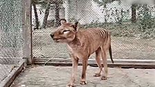 Asombrosas historias de animales extintos y cómo podrían ''resucitar'': ''Han descubierto genomas completos''