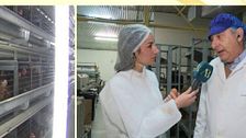 Gripe aviar: ¿Hay riesgo en España de sufrir desabastecimiento de huevos?