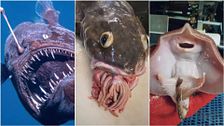 El de Tenerife no es el único: otros monstruos marinos que fueron captados por el ser humano