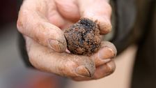 ¿Cómo se recolecta la trufa negra de Teruel?