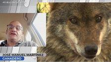Los ganaderos, en pie de guerra contra los lobos: "Hay que controlarlos igual que a los piojos"