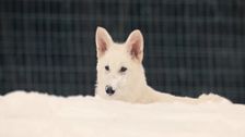 ¿Qué hay de cierto en la posibilidad de resurrección de los animales extintos?