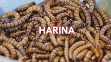 Cómo es la industria de los insectos comestibles