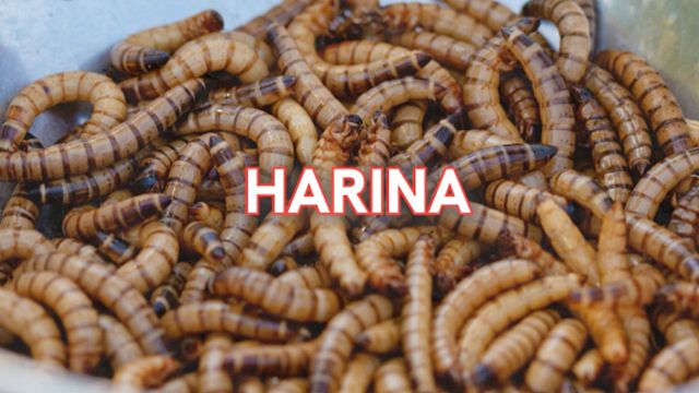 La industria de los insectos comestibles