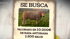 Roban un buey de 1.500 kilos valorado en 10.000 euros en un rancho de Vizcaya: "Era el más espectacular, sabían a lo que iban"